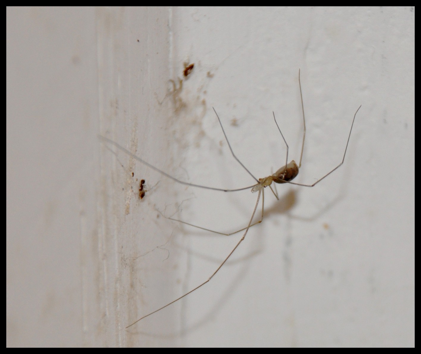 Pholcus phalangioides e Steatoda grossa